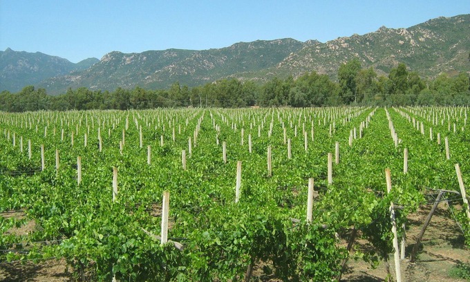 San Vito Apartment | Between vineyards and sea - Apartment in farmhouse