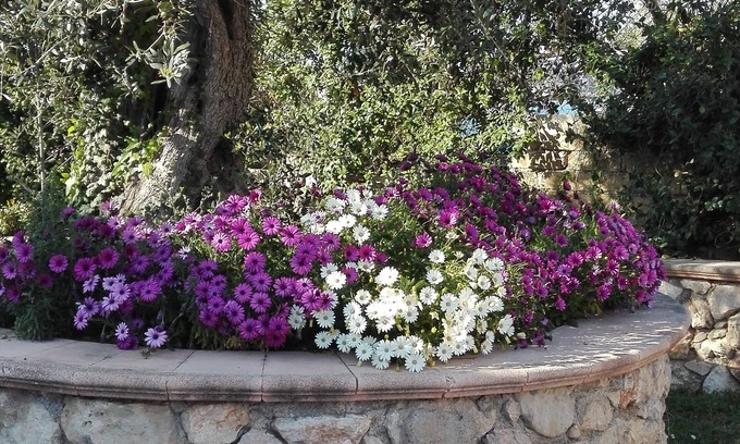Montelibretti Apartment | Ciliegi in fiore tourist accommodation (view of the Tiber valley) near Rome