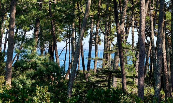 Cap-Ferret Villa | Contemporary villa Cap Ferret 5 mns from the beach of the Americans - Bassin view