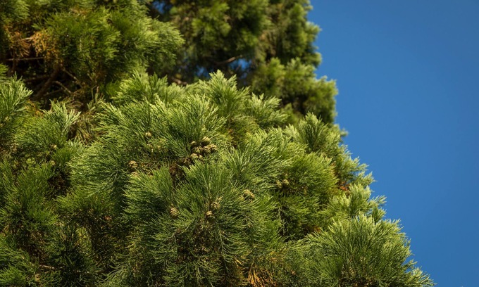 Wickhamford Cottage | Cotswold Country Cottage, peaceful Cotswolds location Worcesterhire border