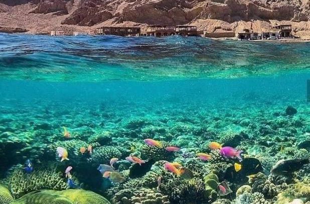 Dahab House | Cuckoo's nest