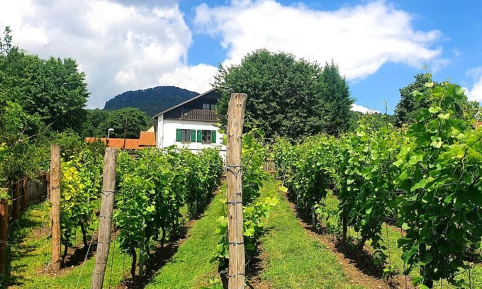 Libesice Cottage | Dům uprostřed vinic - Haus 44