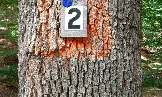 Lake of the Ozarks RV Rental | DnD Camp Site #2 Private Woods primitive campground in Sunrise Beach