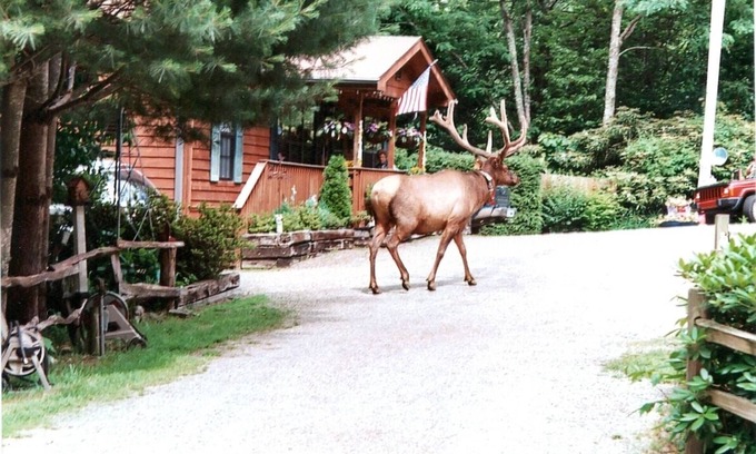 Maggie Valley Cabin | Enjoy the Creek! Spa! Family Oriented, Separate Cabin Available!