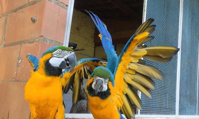 Artur Nogueira House | farm in the middle of nature a paradise