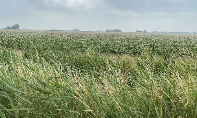 Lauwerzijl Boat Rental | Gemütliches Woonboot in Einer Herrlichen Landschaft in der Region Groningen