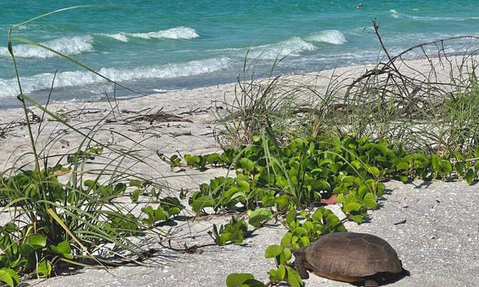 Sanibel Condo | Gorgeous! 300 yards to beach; pool, elevator; Pup
