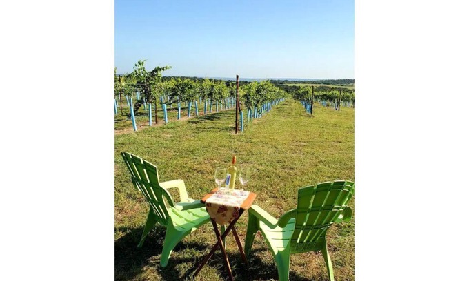 Fredericksburg House | Grapeseed: Your Peaceful Vineyard Retreat
