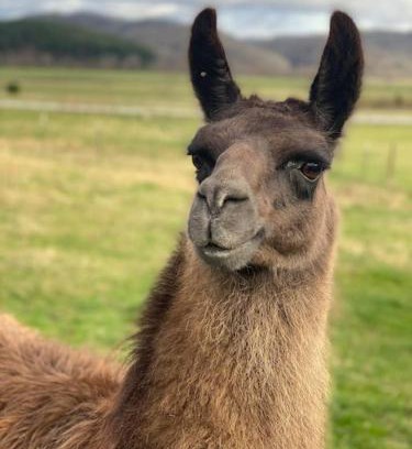 Brevard House | Hideaway on Hilton with Larry the Llama and Donkey