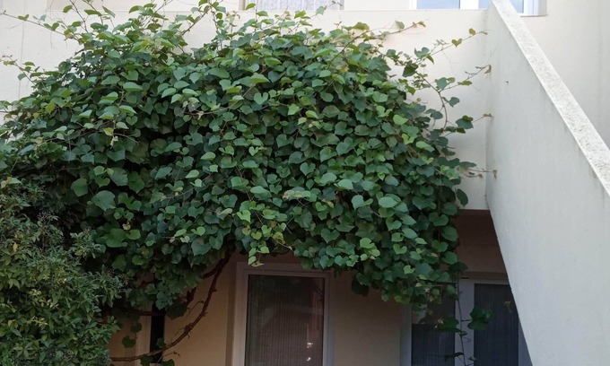 Saus House | House in the heart of the Empordà. By train station and 15 km from the beach