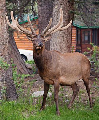 Estes Park Resort | Idlewilde by the River