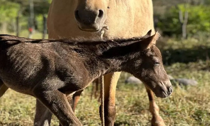 Yala House | La Pichonita