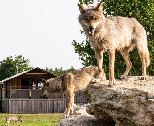 Sury-aux-Bois Cabin | Lodges insolites chez RDV en Terre Animale