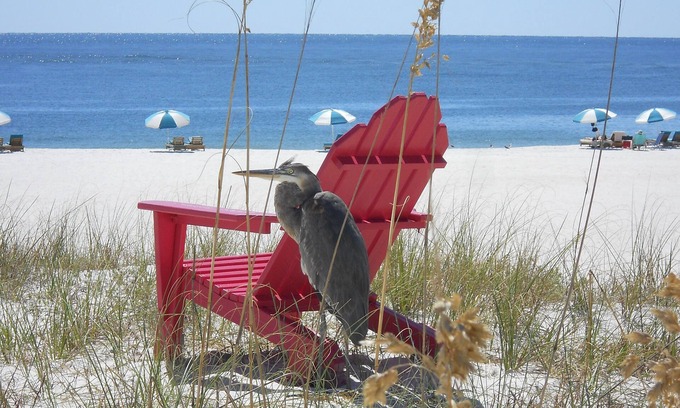 Orange Beach Condo | nBest views in OBA.Large unit with 2 King Suites