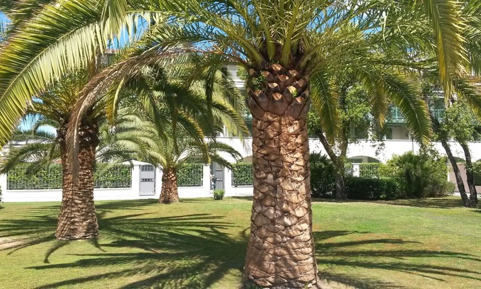 Forte dei Marmi Apartment | new apartment with garden