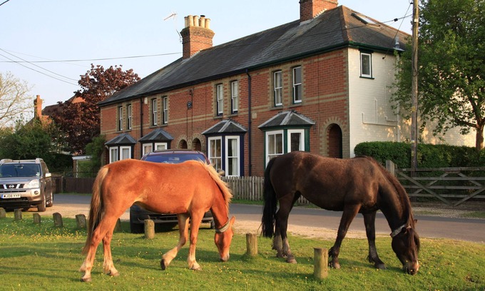 New Forest District Cottage | New Forest Cottage overlooking Green where ponies & forest animals often graze