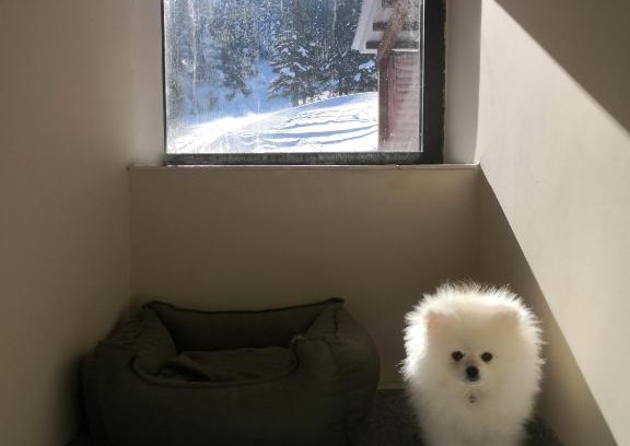 Osmangazi House | OKSIJEN ZONE PET HOTEL SPA Only Pet