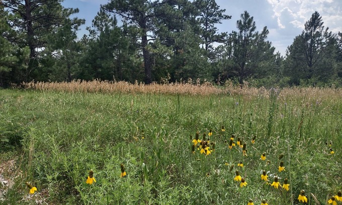 Rosebud Cabin | One of two rustic cabins nestled in Rosebud Sicangu Lakota Oyate pine forest.