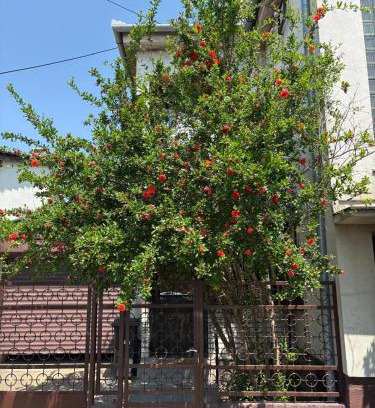 Kikinda Apartment | Peaceful home Suvacha