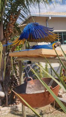 Alto Paraiso de Goias Hotel | Pousada Canto Dos Pássaros Araras Canindé