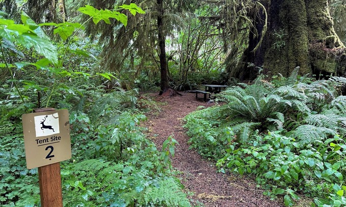 Forks RV Rental | Primitive Tent Site in Enchanted Rain Forest - Site #2