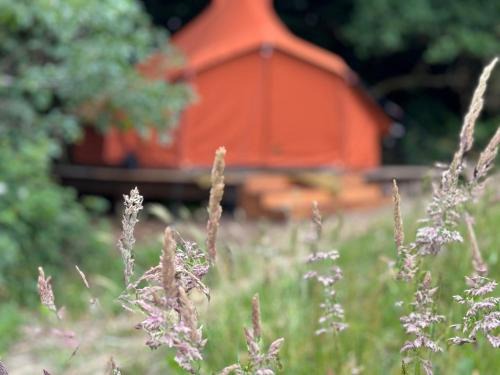 Den Hoorn Other | Rode Bell Achter Duin