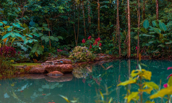 Valle Azul Bed & Breakfast | Santuario de Ranas Valle Azul