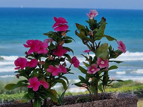 Lavinio Lido di Enea Apartment | Seafront Apartment