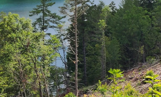 Unaka RV Rental | Tentrr Signature Site - Lake Hiwasee Camp 3