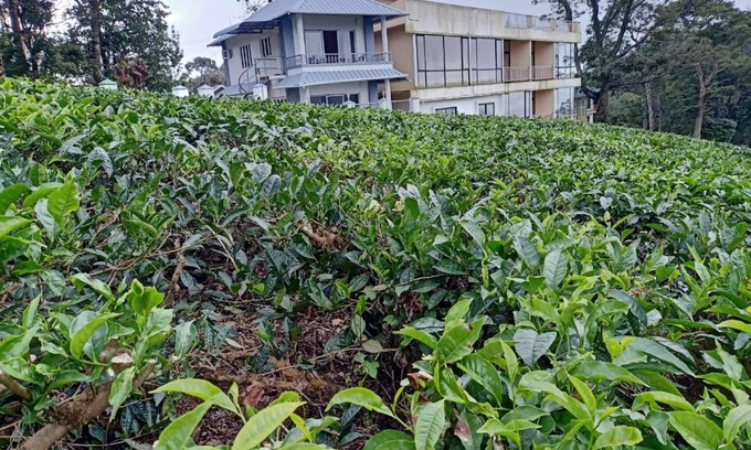 Pallivasal Resort | The Nirvana Resort Munnar