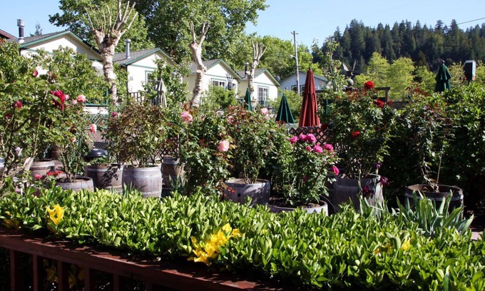 Guerneville Hotel | The Woods Hotel - Gay LGBTQ Cabins