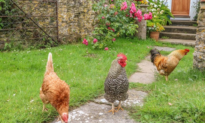 Watermouth Cottage | Tom's House