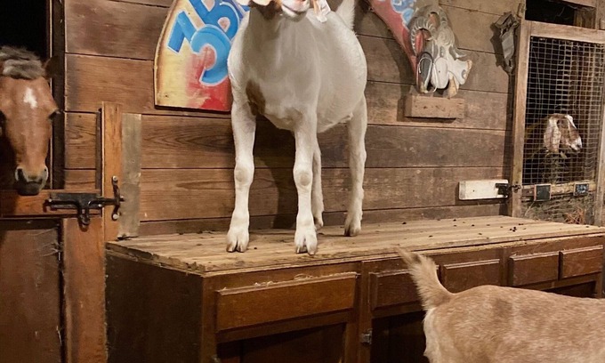 Martell House | Vintage Camping with the Goats