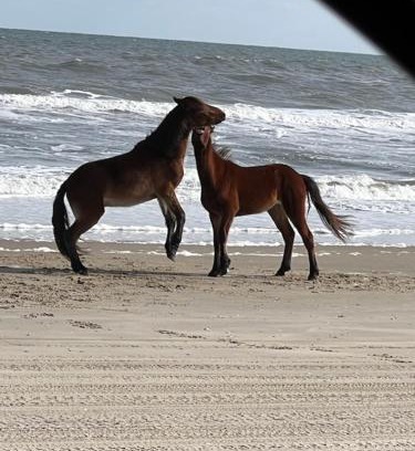 Corolla Hotel | Wild Horse Inn