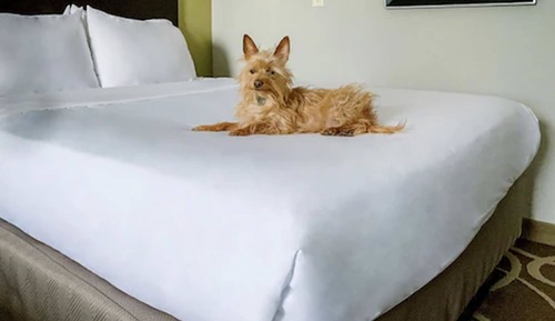 Room, 2 Queen Beds, Non Smoking (Pet-Friendly)