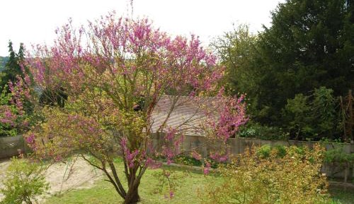 Apartment with Garden View