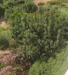 Apartment with Garden View