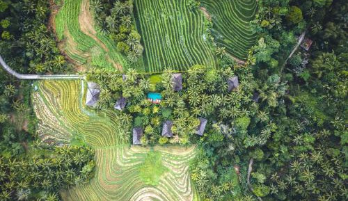 Villa Kelapa - Deluxe Bungalow with Rice Field View
