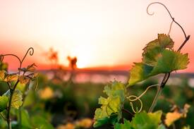 Lodi House | Annadan Vineyard Suites