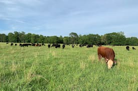 Grapevine Other | Hurricane Creek Ranch - Over 400 Acres