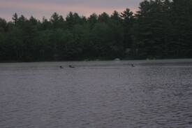 Cornville House | Barker Pond Farm Cabins; Pine