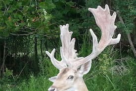 Winnie Cabin | Flying W Ranch Exotic Hunts and Nature Adventures.