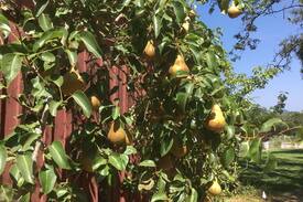 Healdsburg House | Paxton Guesthouse 3 Acre Estate