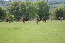 Newcastle Other | Crater Hill Ranch Shack