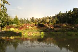 Point Arena Other | Frog Song Farm, gardens nestled in the forest.