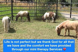 Idlewild Estates Other | Moe's Mini Horse Farm - Deer Bedroom (Queen)