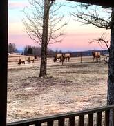 Compton Cabin | Home Sweet Buffalo - 5 minutes from Boxley Valley