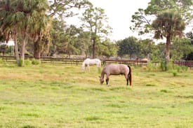 Vero Beach House | New TINY HOUSE on a FARM- Relax in the country