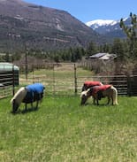 Idlewild Estates Other | Moe's Mini Horse Farm - Deer Bedroom (Queen)