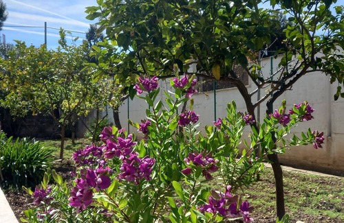 Bisceglie Villa | Villa in the independent with orchard 200 meters from the beach